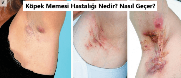 köpek memesi hastalığı resiml